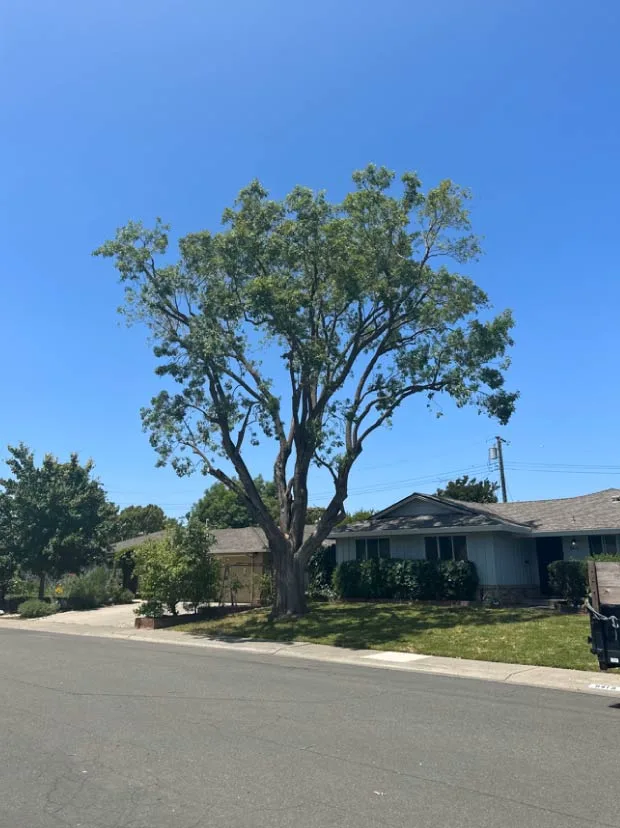 Golden Roots Tree Care gallery 10