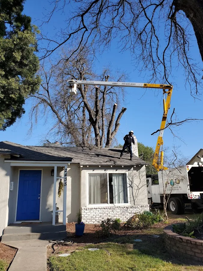 Gomez Tree Service .