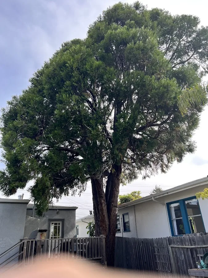 Graham Tree Services Inc