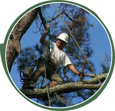 Graham Tree Services Inc gallery 3