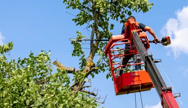 Graham Tree Services Inc gallery 8