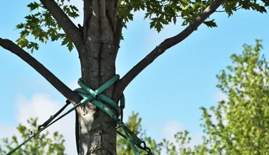 Graham Tree Services Inc gallery 9