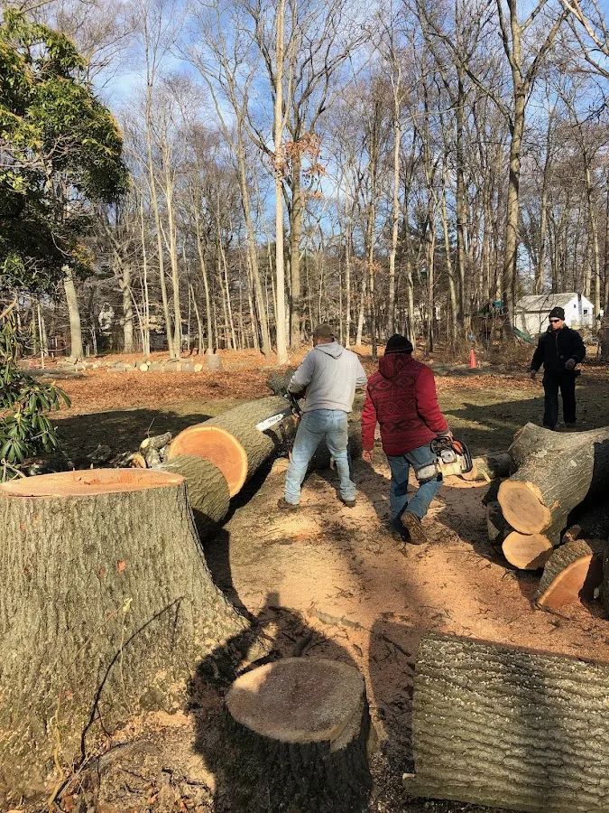 Green Island Tree Services