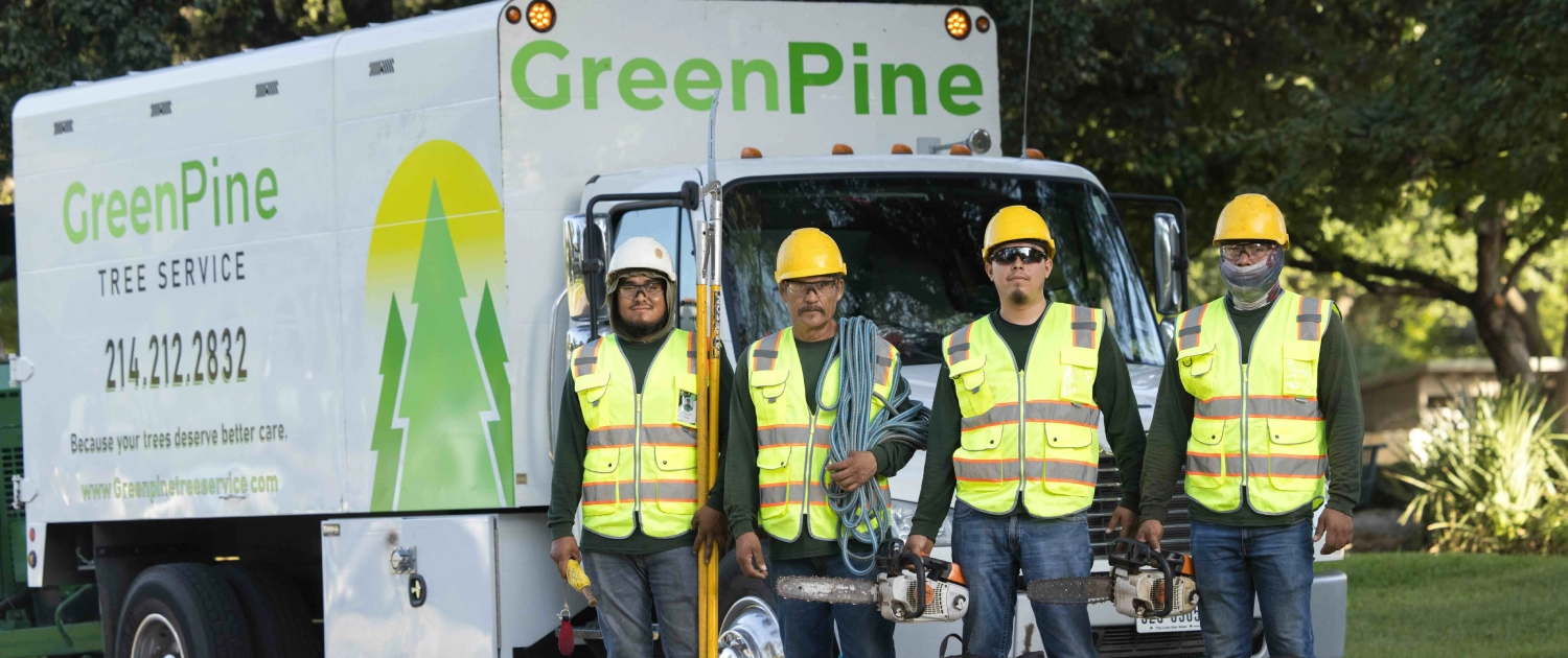 Green Pine Tree Services gallery 2