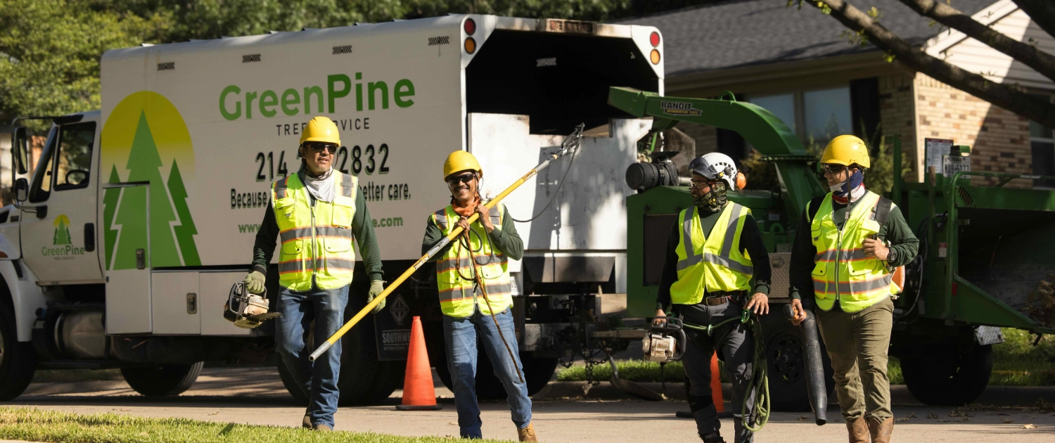 Green Pine Tree Services gallery 4