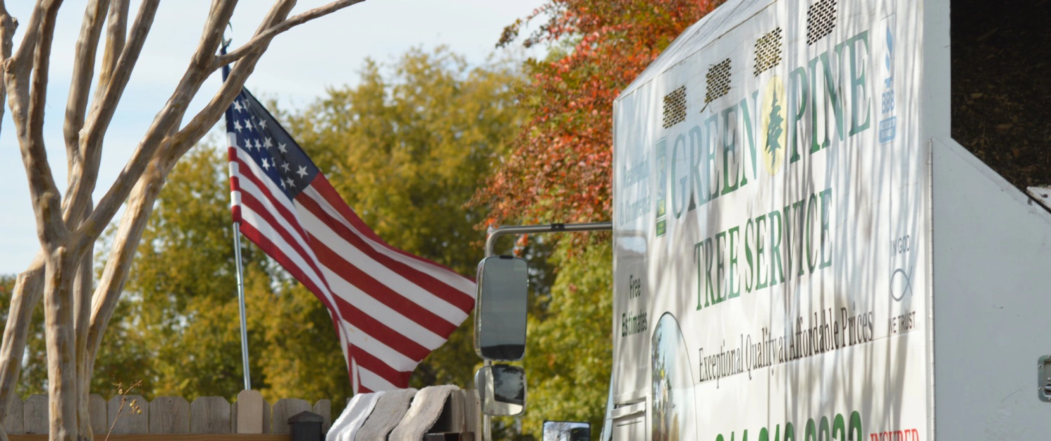 Green Pine Tree Services gallery 6