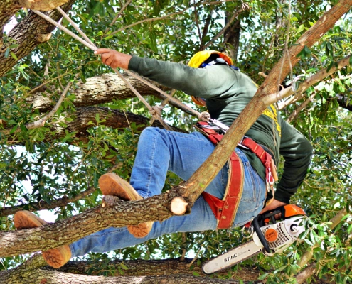 Green Pine Tree Services gallery 7
