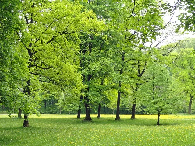 Green Vision Tree Service gallery 2