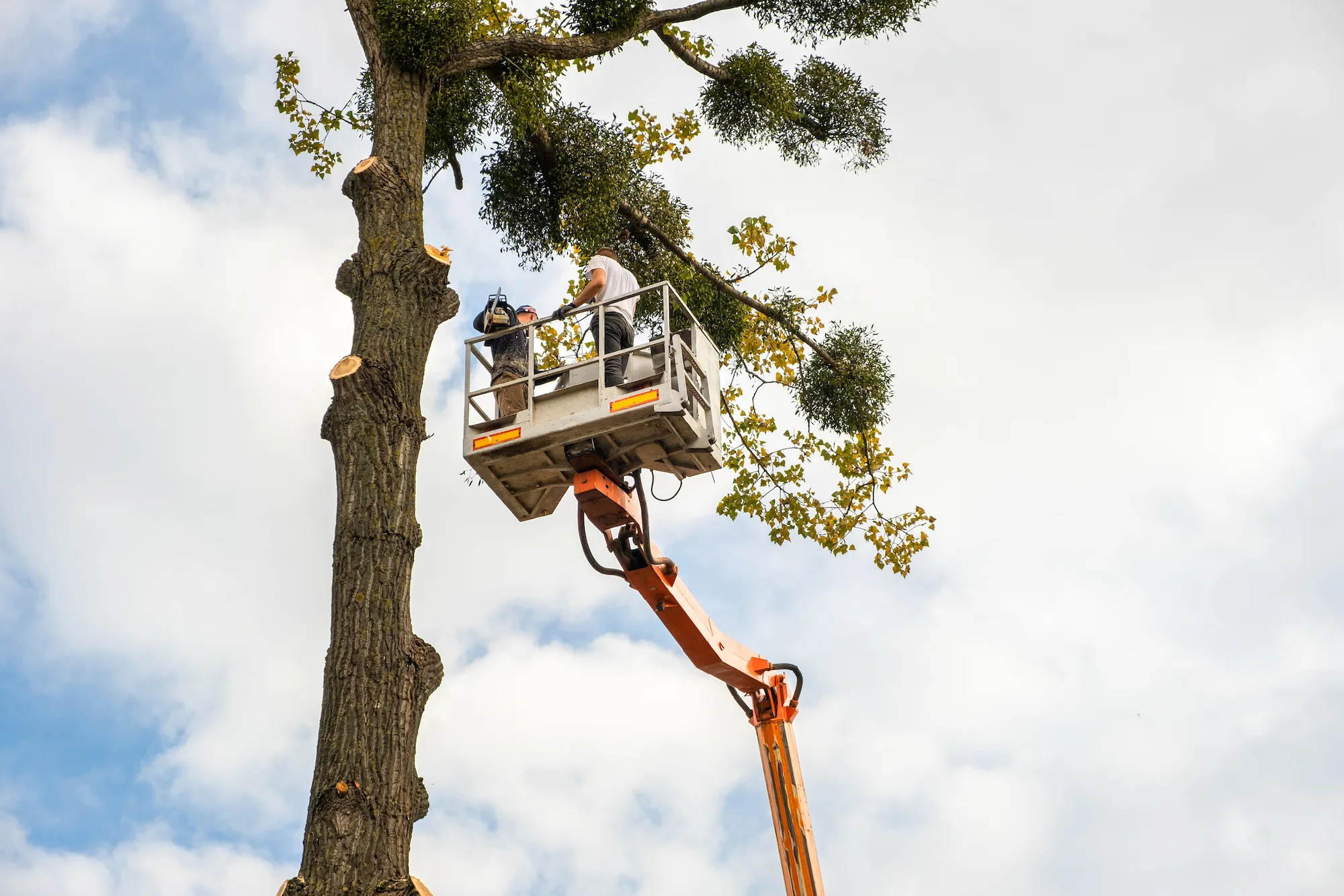 Green Vision Tree Service gallery 4
