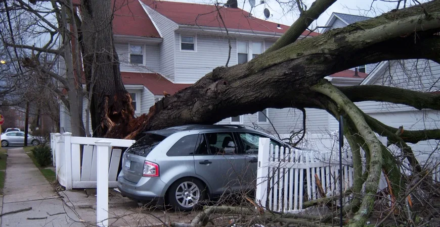 Green Vision Tree Service gallery 8