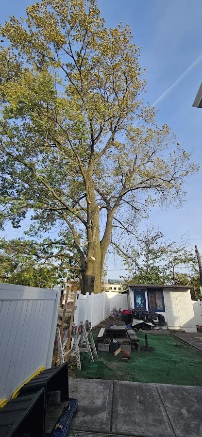 GreenLeaf Tree Removal | 24/7 Emergency Tree Service
