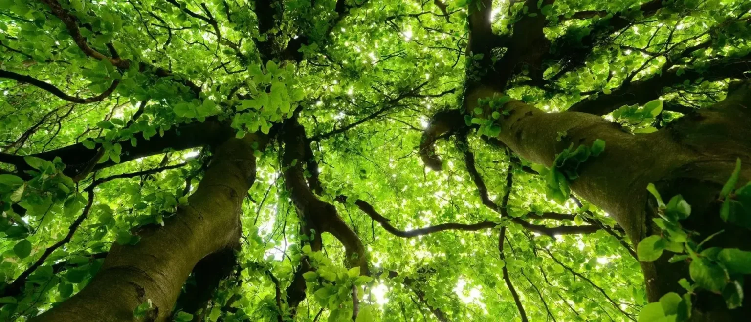 GreenLeaf Tree Removal | 24/7 Emergency Tree Service gallery 3