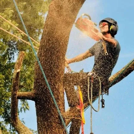 GreenLeaf Tree Removal | 24/7 Emergency Tree Service gallery 4