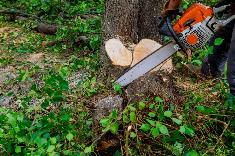 GreenLeaf Tree Removal | 24/7 Emergency Tree Service gallery 6
