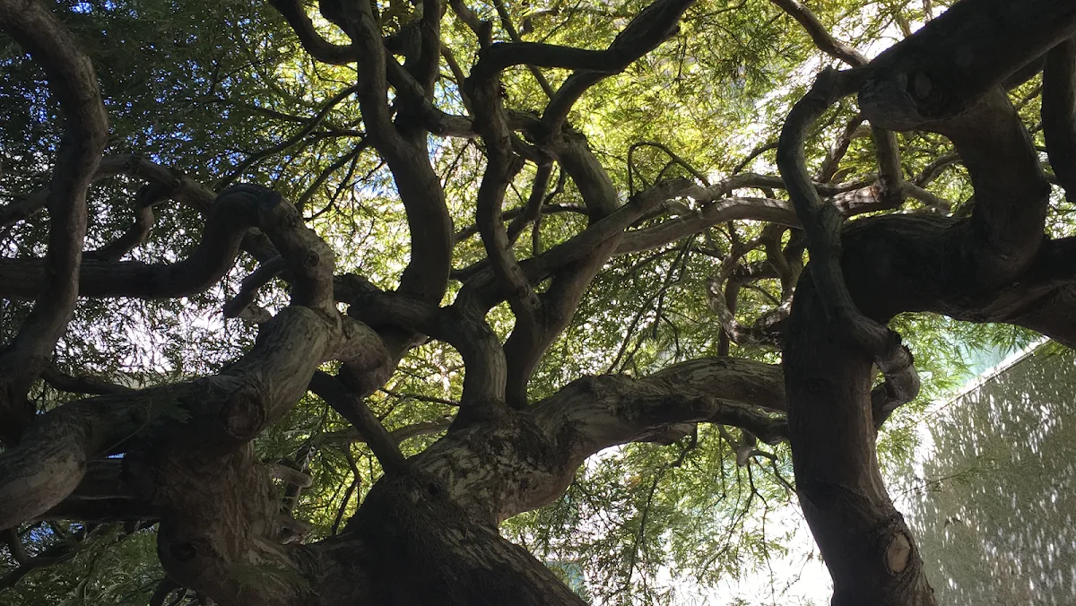 Greenlite Certified Tree Care