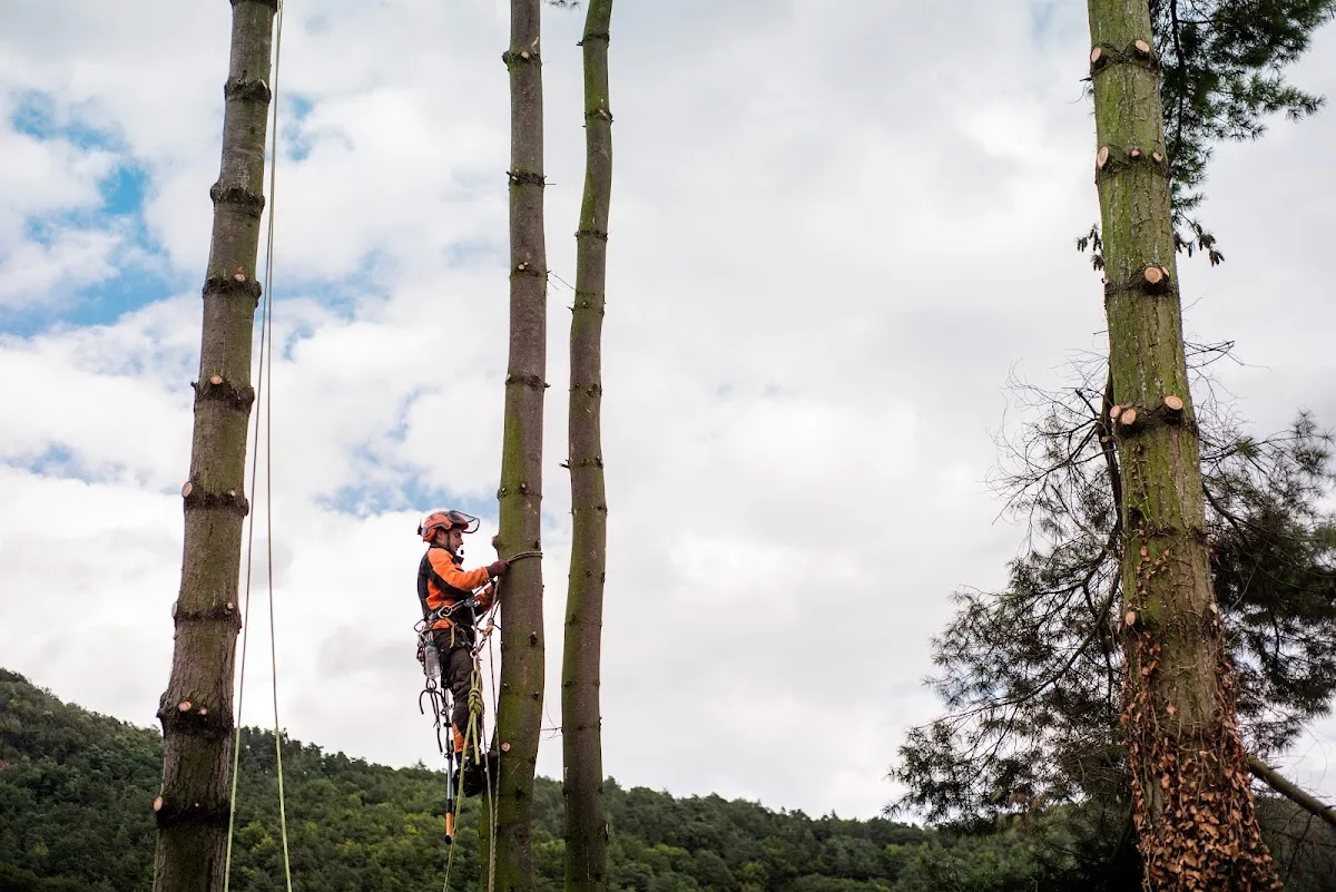 Greenwich Tree Removal