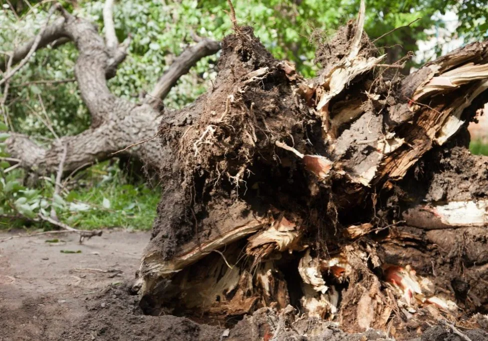 Greenwich Tree Removal gallery 2