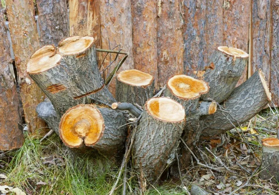 Greenwich Tree Removal gallery 5