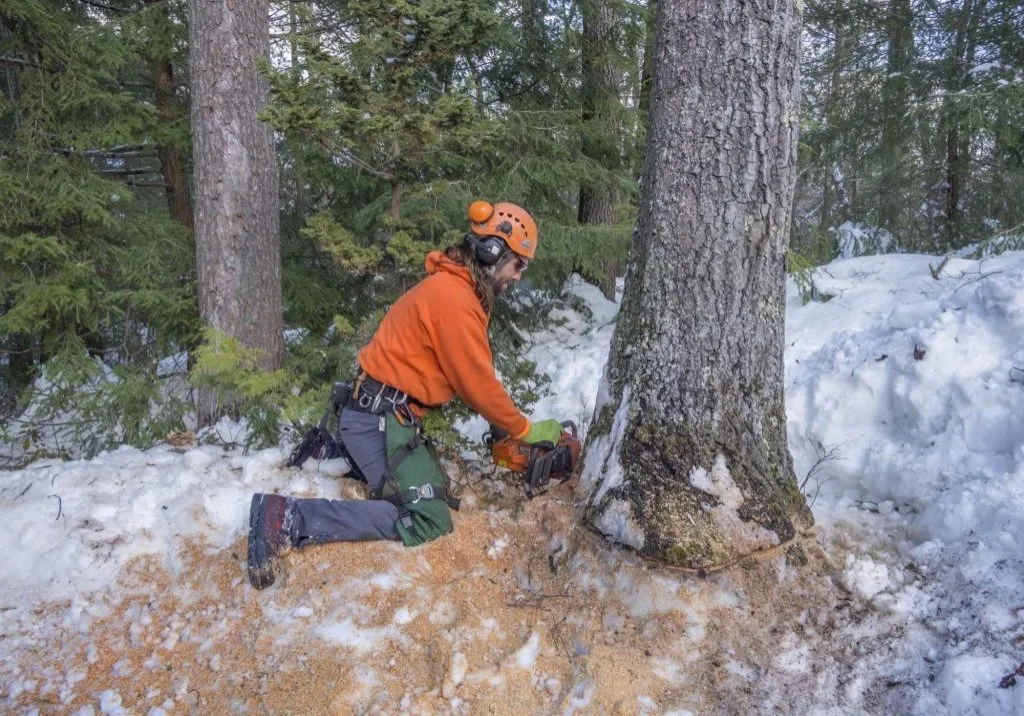 Greenwich Tree Removal gallery 7