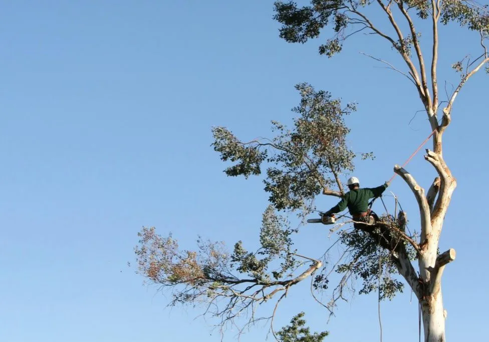 Greenwich Tree Removal gallery 8