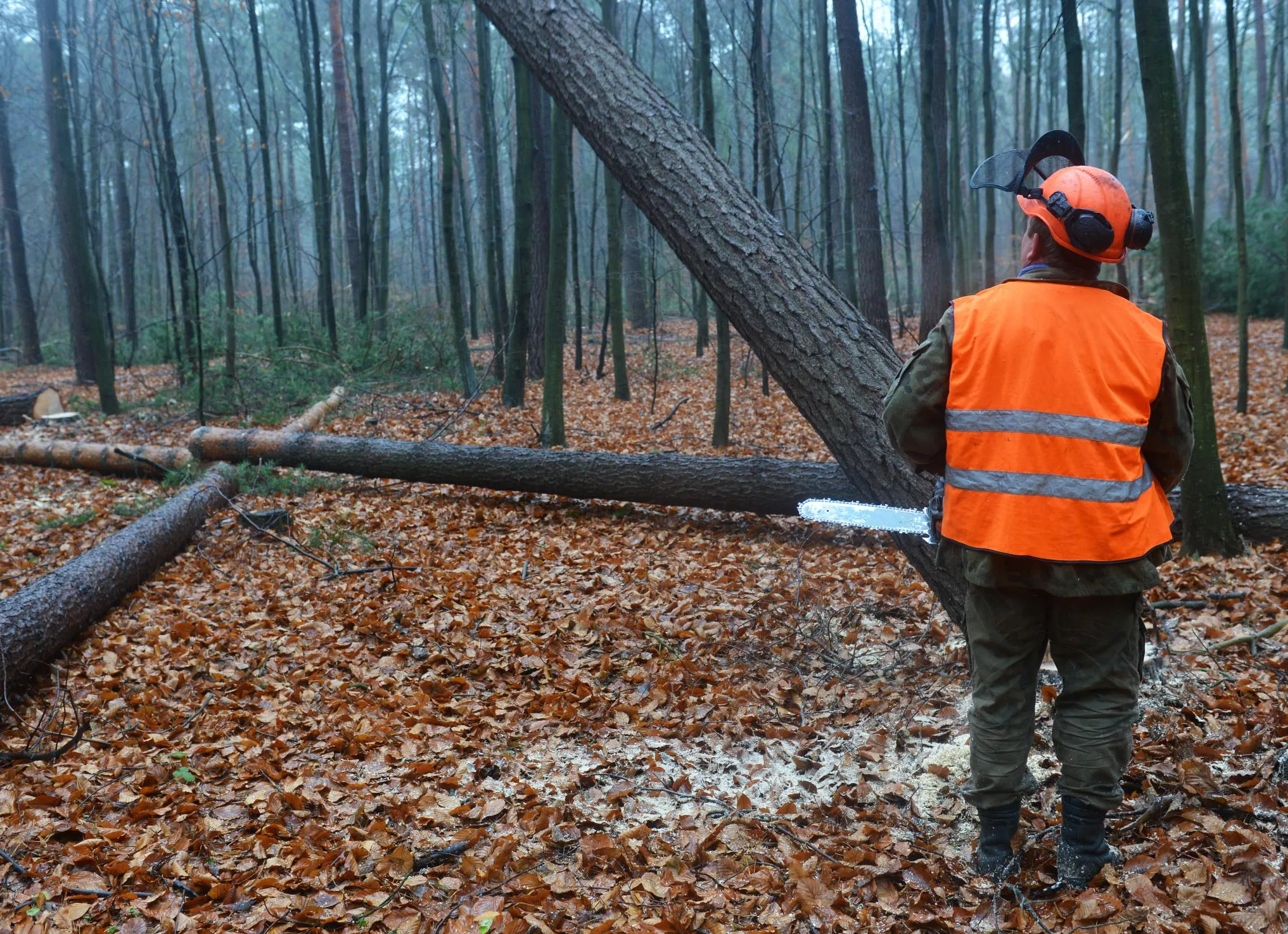 Greenwich Tree Removal gallery 9