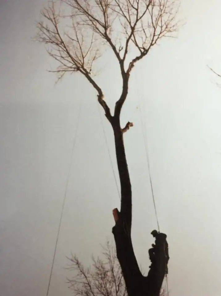 Greg's Tree Services gallery 4