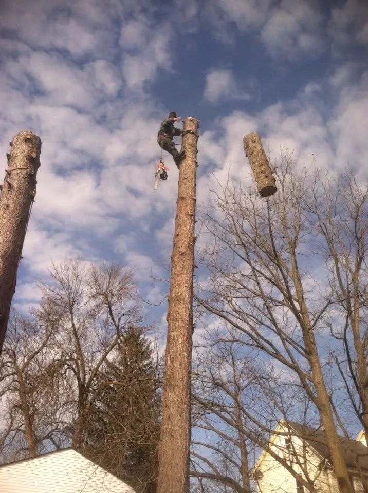 Greg's Tree Services gallery 5