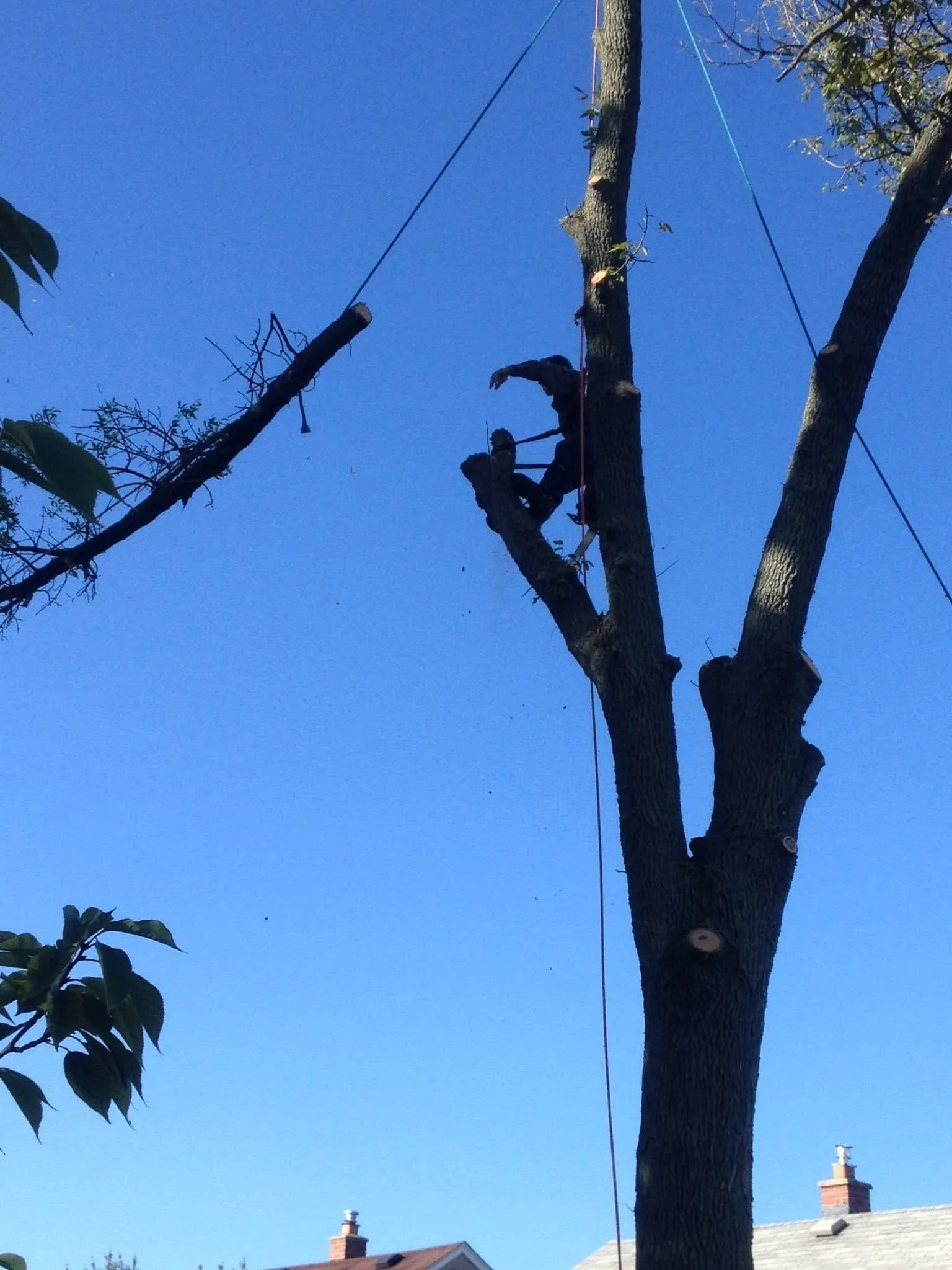 Greg's Tree Services gallery 6