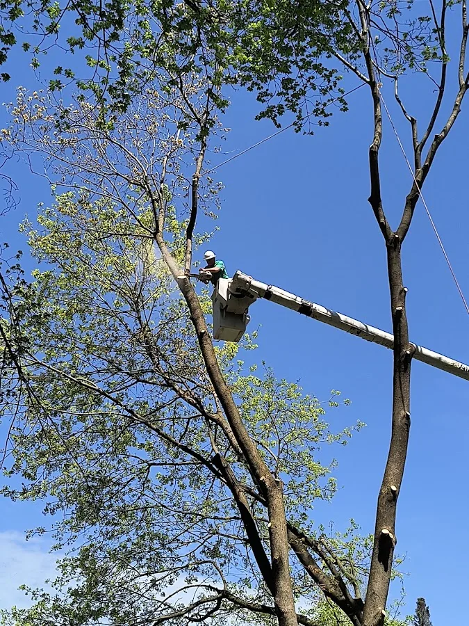 Griffin Tree Service