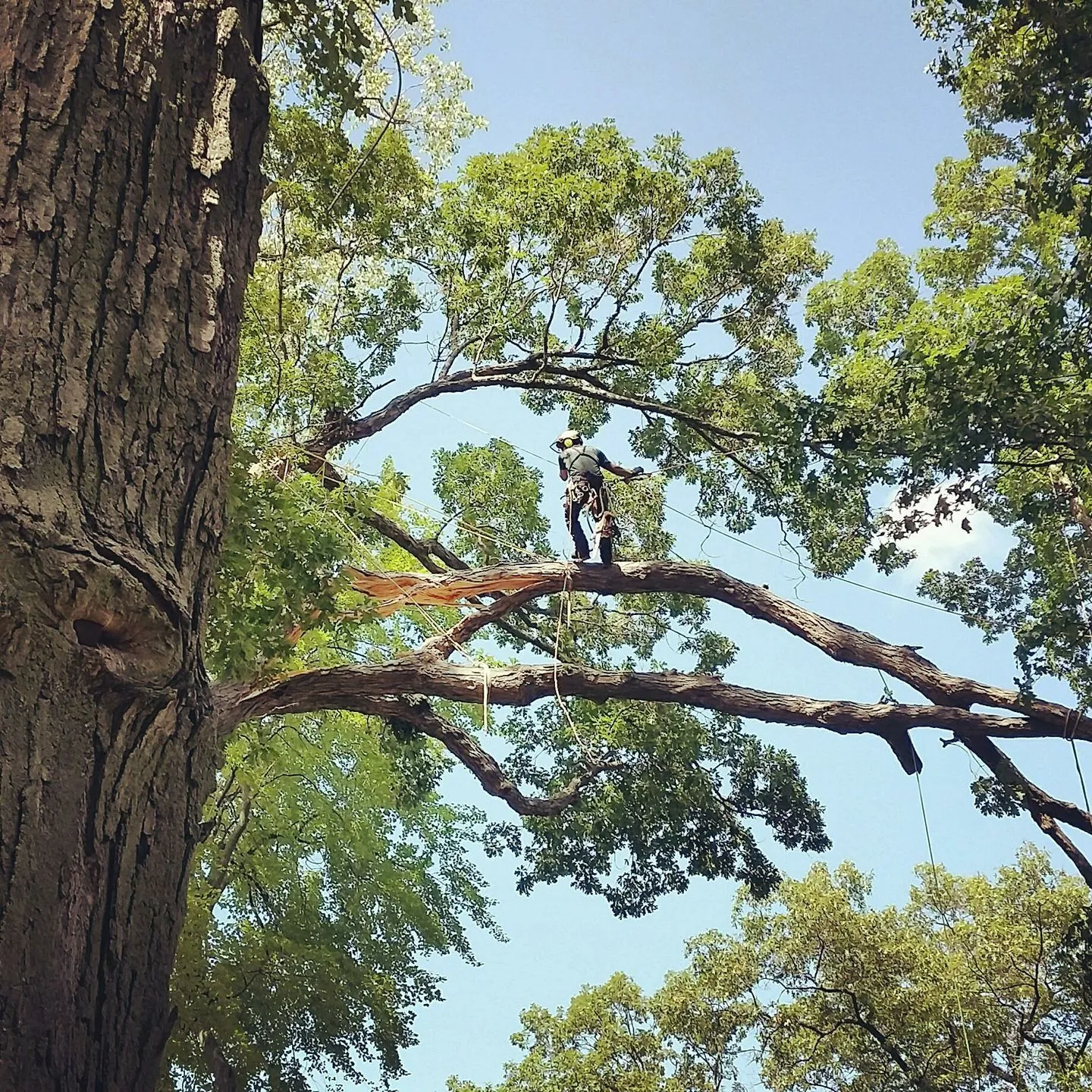 Guardian Tree Experts LLC gallery 2