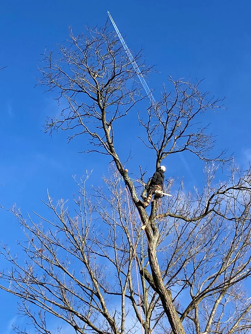 Guardian Tree Experts LLC gallery 7