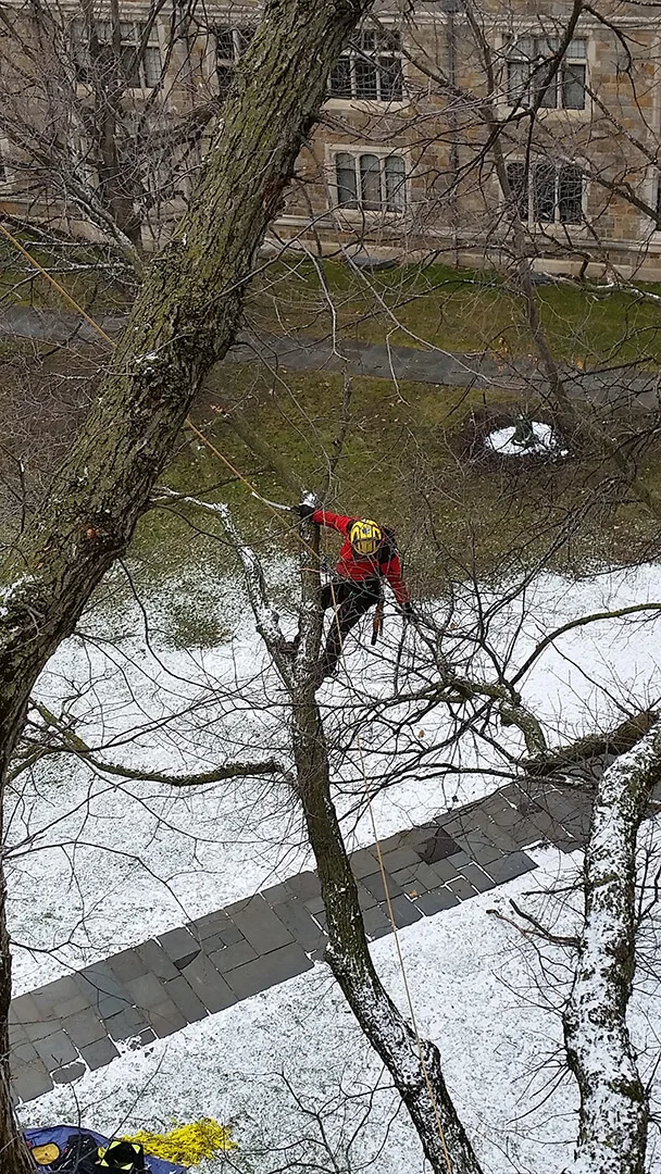 Guardian Tree Experts LLC gallery 10