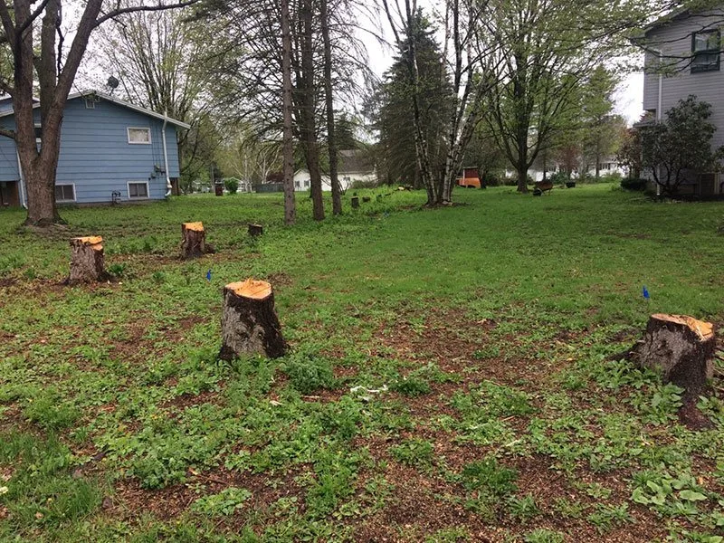 Half Price Stump Grinding gallery 5