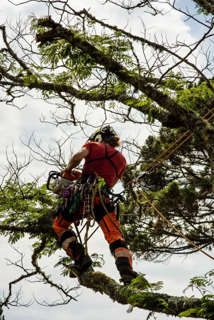 Hardin's Tree Service gallery 2