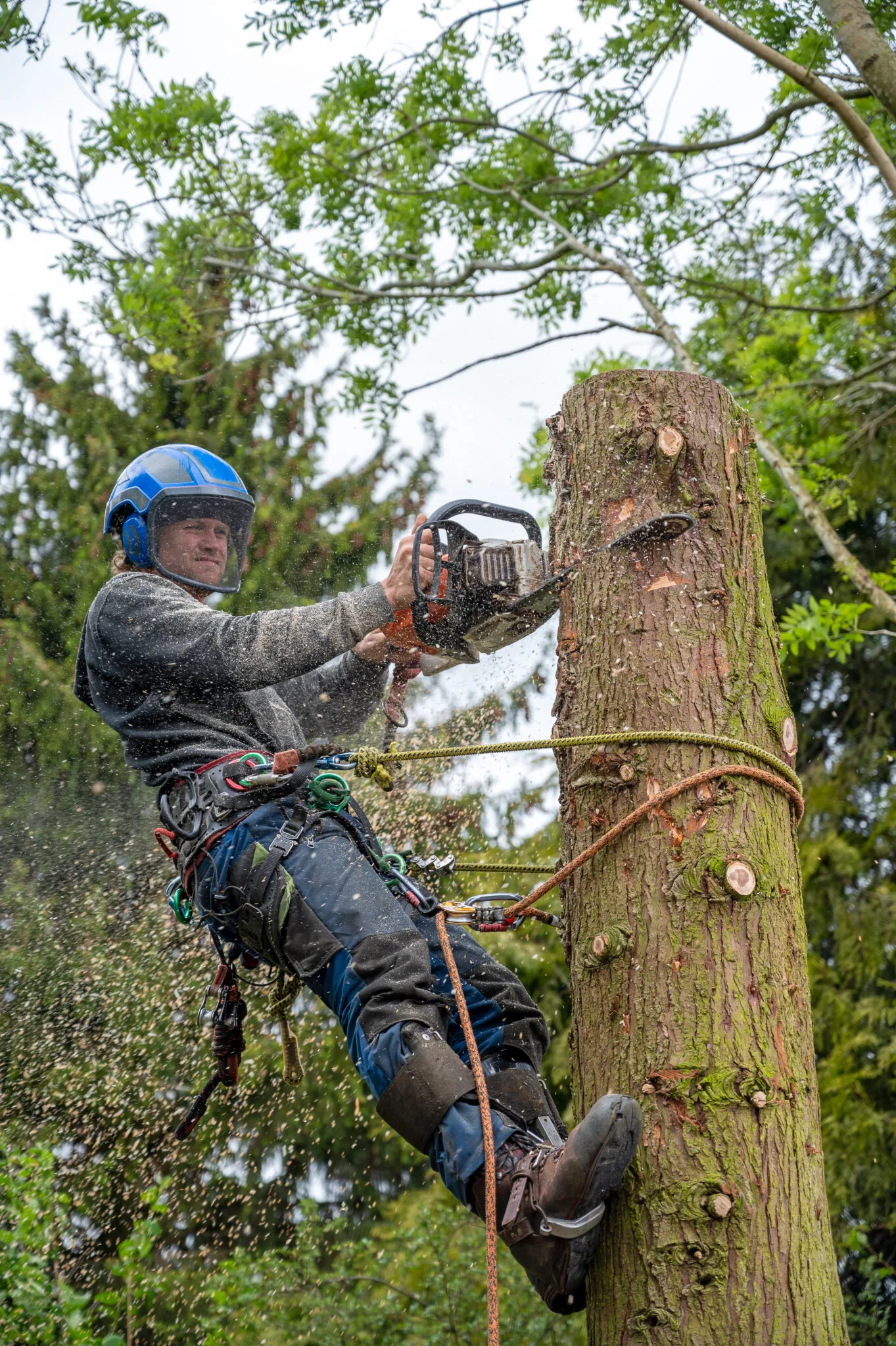Hardin's Tree Service gallery 3