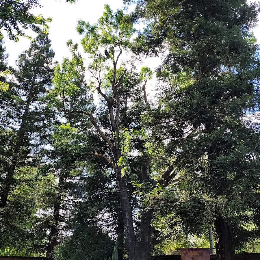 HDZ Tree Services Inc