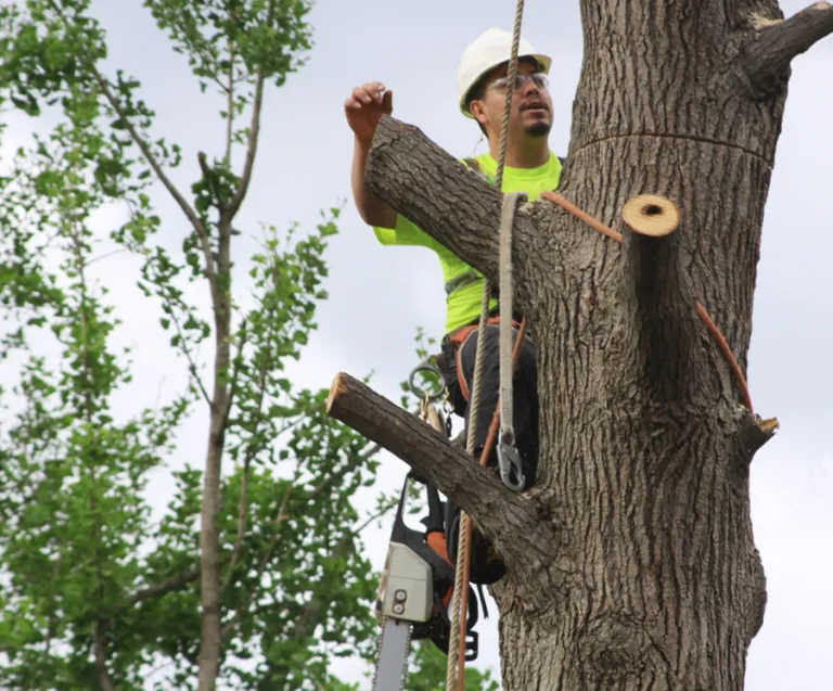 HDZ Tree Services Inc gallery 3