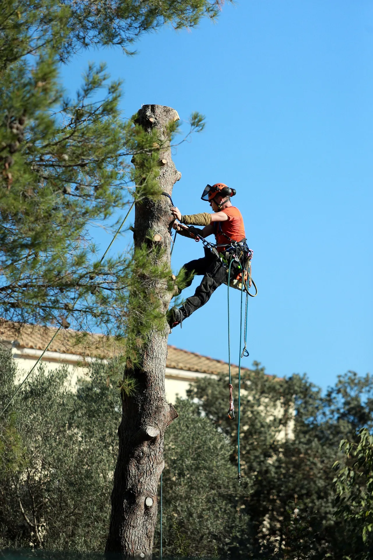 HDZ Tree Services Inc gallery 4