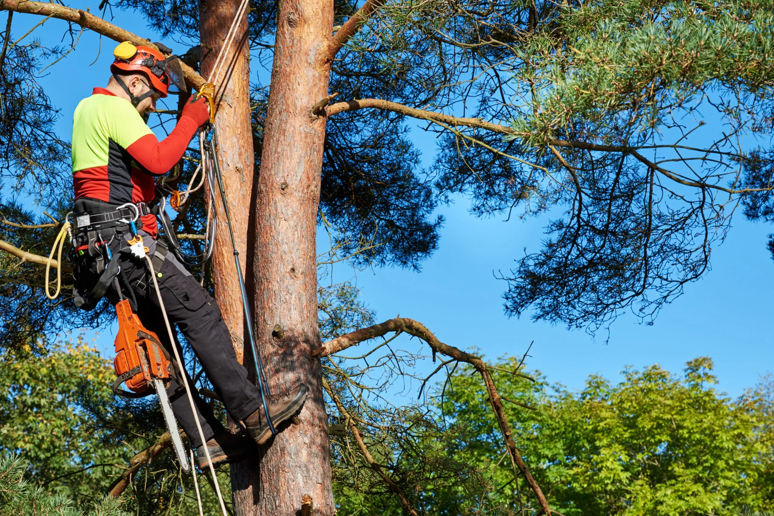 HDZ Tree Services Inc gallery 5