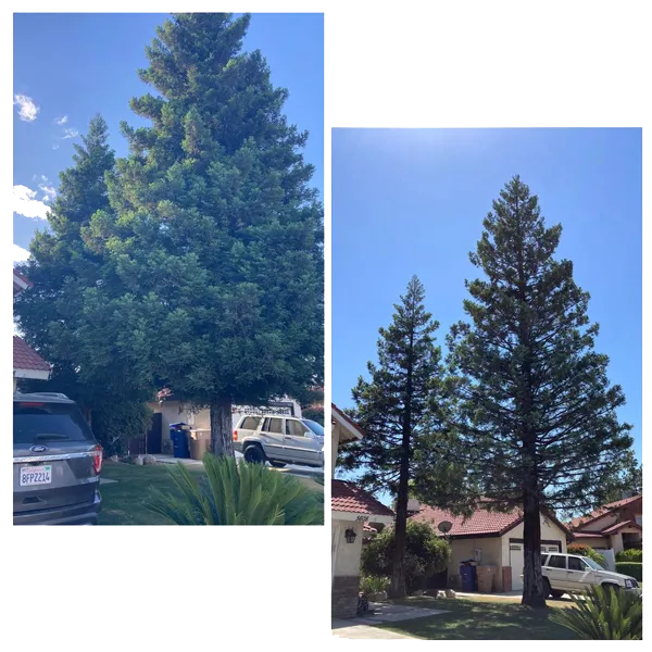 Henriquez Tree Service gallery 2