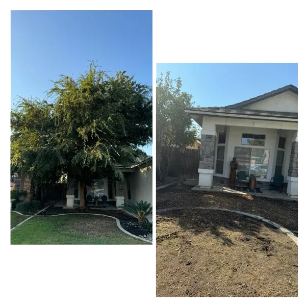 Henriquez Tree Service gallery 3