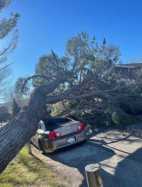 Henriquez Tree Service gallery 4