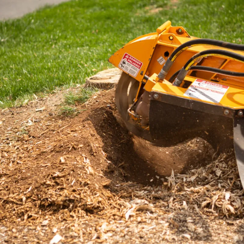 Henriquez Tree Service gallery 6