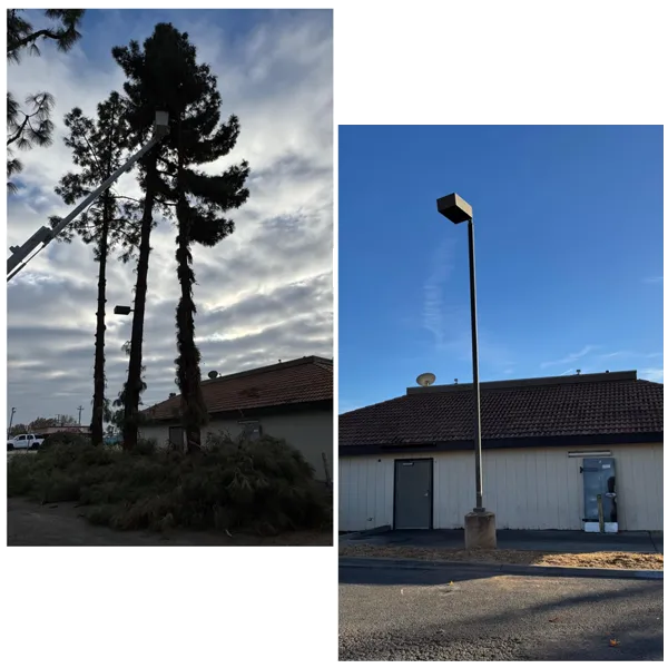 Henriquez Tree Service gallery 7
