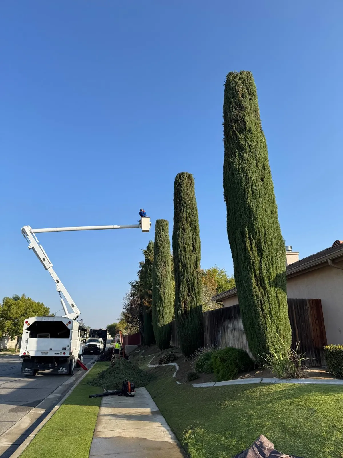 Henriquez Tree Service gallery 8