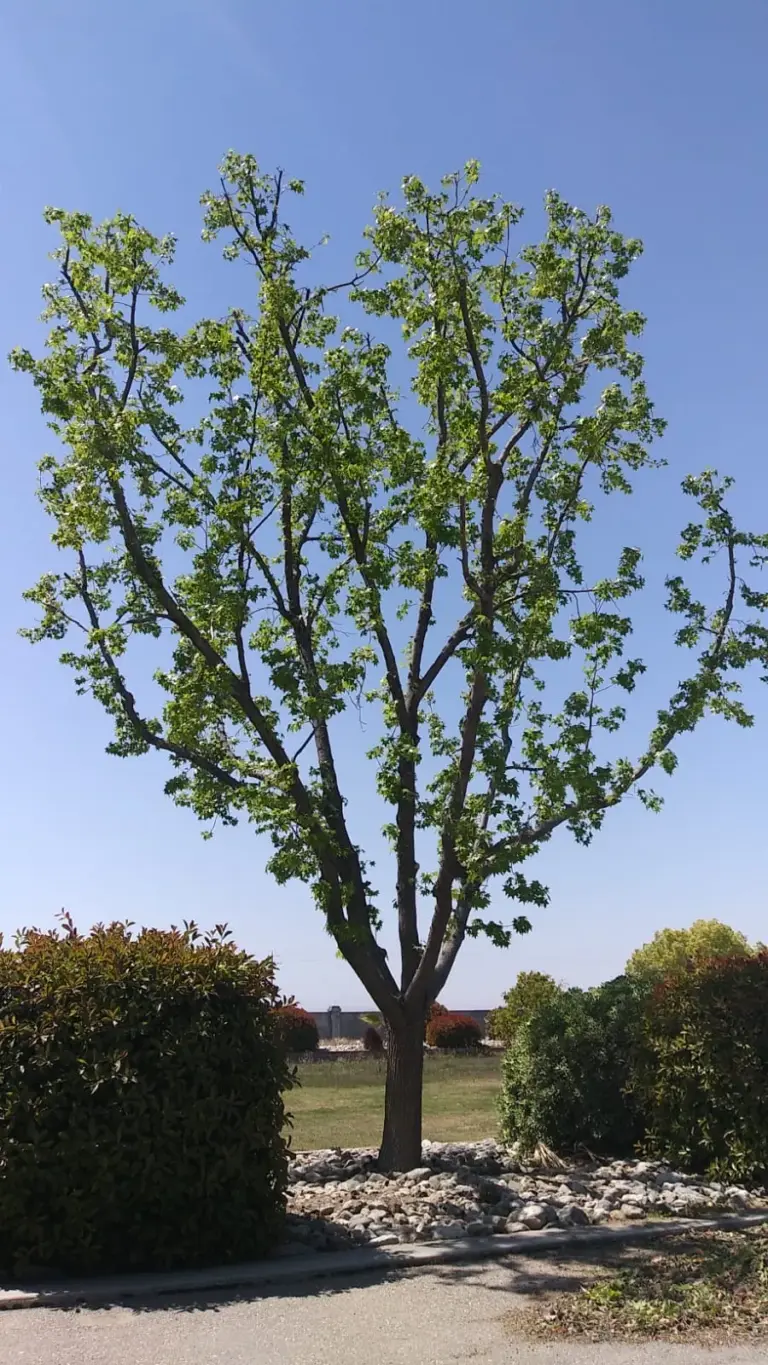 Henriquez Tree Service gallery 10