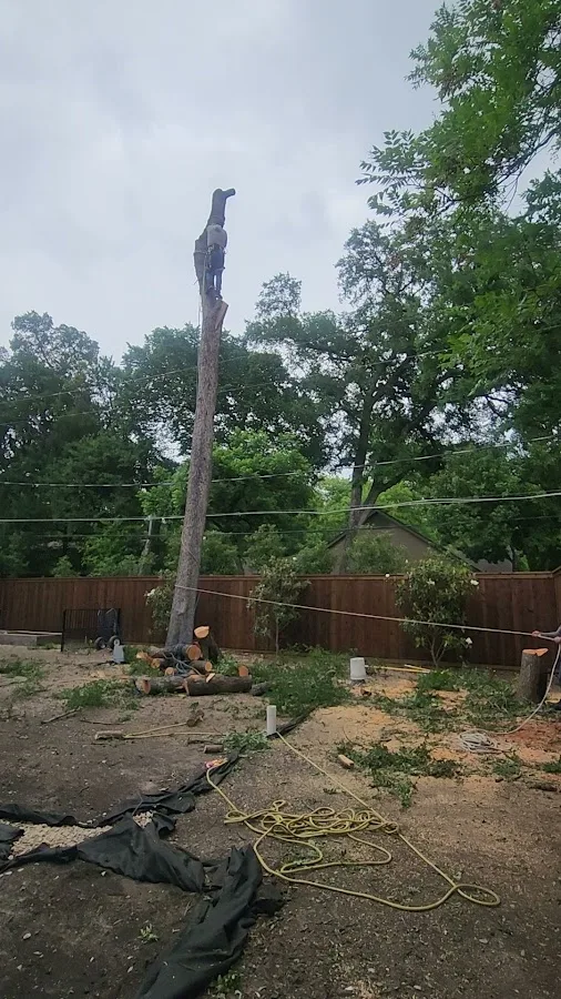 Hernandez tree care gallery 2