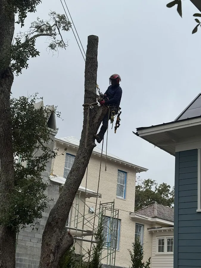 Hernandez Trees and Lawn care LLC gallery 2