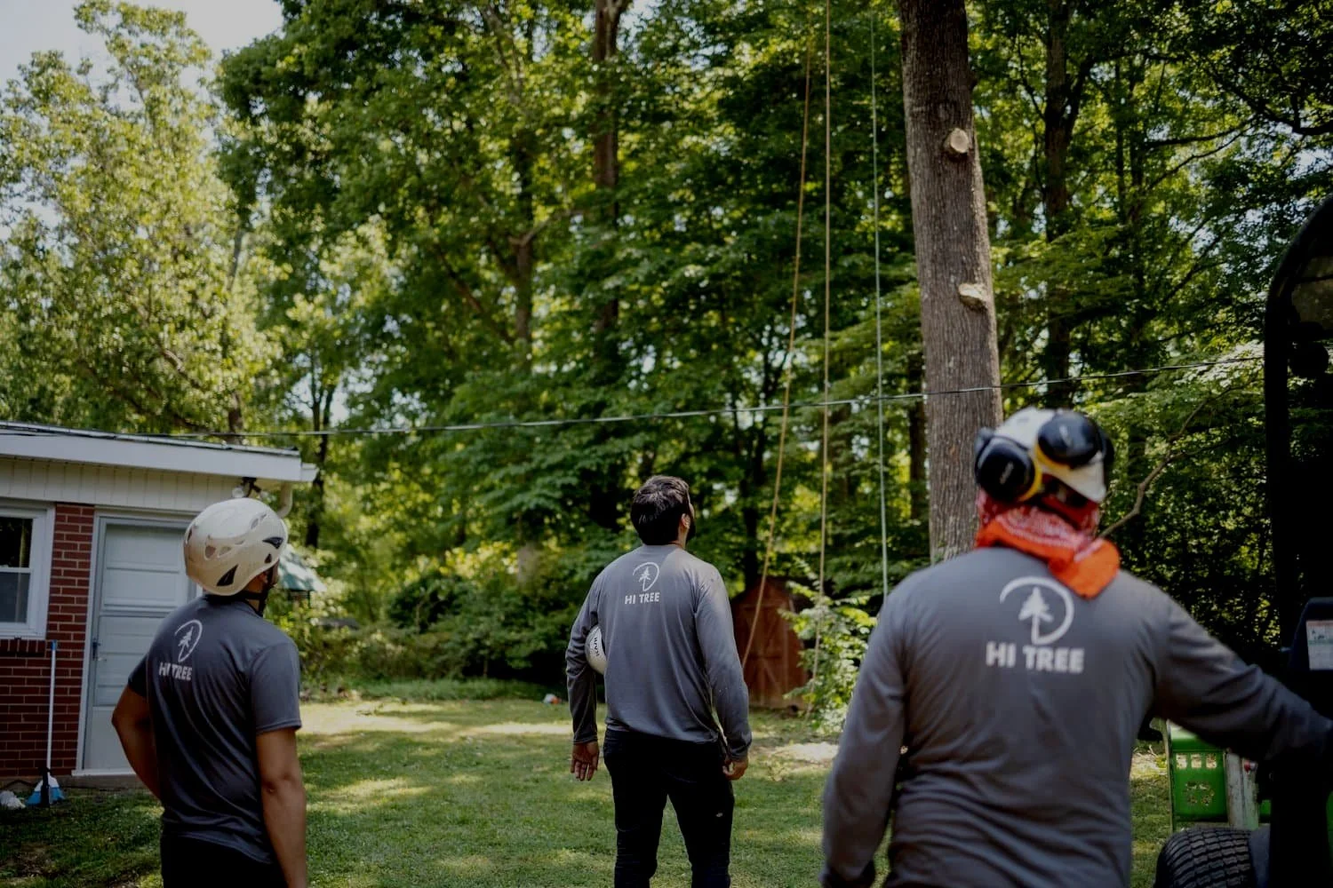 Hi Tree Service gallery 2