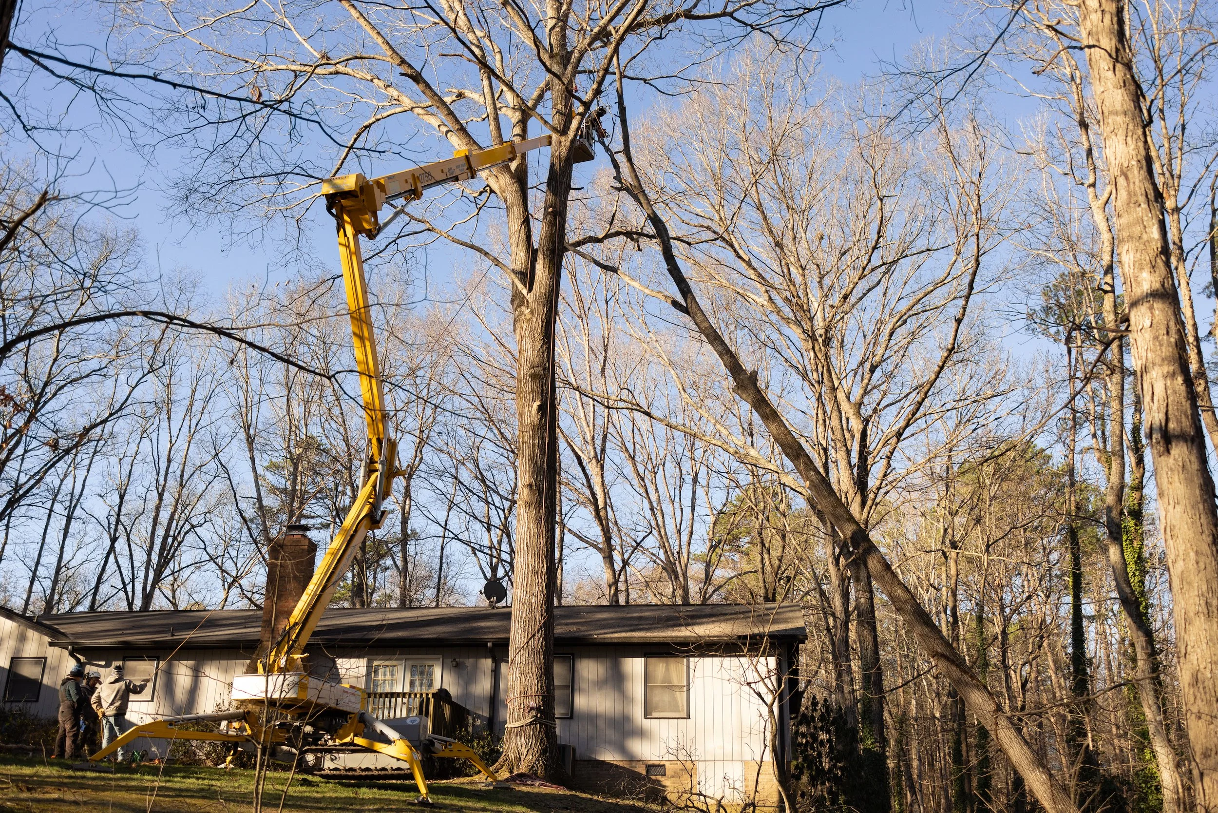 Hi Tree Service gallery 5